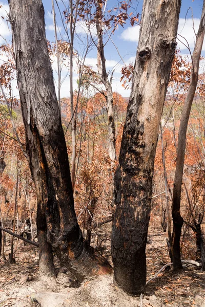 Verkoolde bomen in blue mountains, Australië — Stockfoto