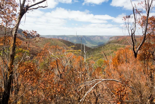 Verkoolde bomen in blue mountains, Australië — Stockfoto