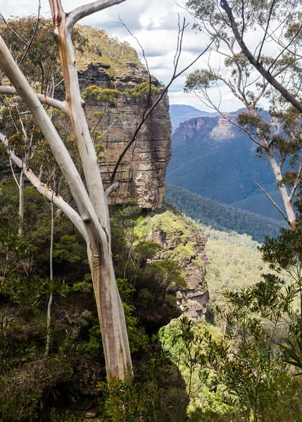 Grose doliny w Australii blue mountains — Zdjęcie stockowe