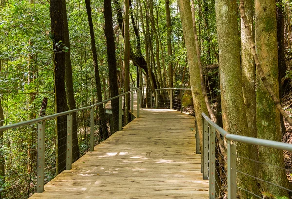 新南威尔士州的森林通过抬高的走道 — 图库照片