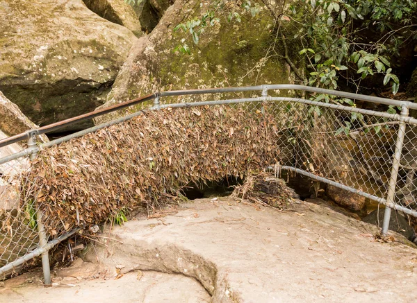 Flood waters leave leaves and branches behind — Stock Photo, Image