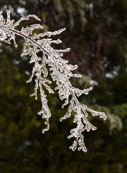 Gałęzie pokryte zaczynają topić się sople lodu — Zdjęcie stockowe