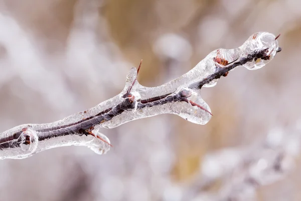 Las ramas cubiertas de hielo comienzan a derretirse a los carámbanos — Foto de Stock