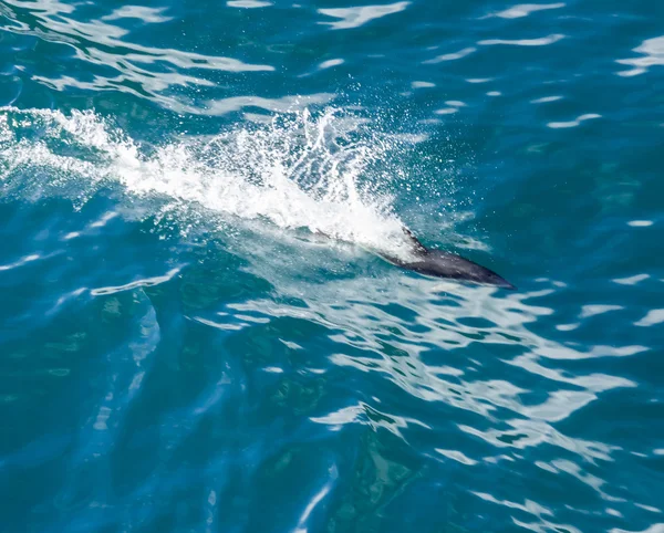 Dolfijn springen uit het water — Stockfoto