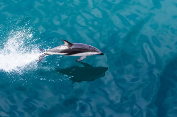 Dolphin jumping from water — Stock Photo, Image