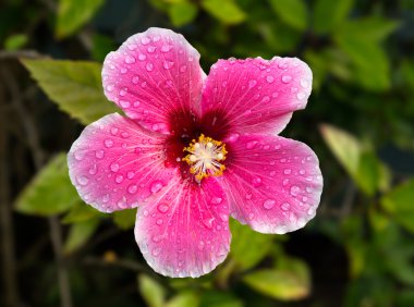 Backlit hibiscus blossom in garden clipart