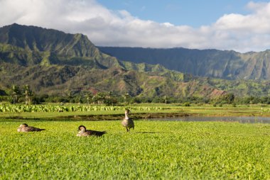 Kauai 'deki Hanalei Vadisi' nde Nene kazları.