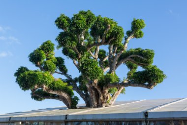 Large acacia koa tree growing in roof clipart