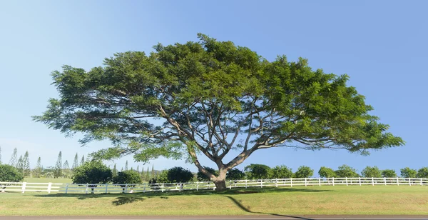 Árbol grande de acacia o koa Kauai — Foto de Stock