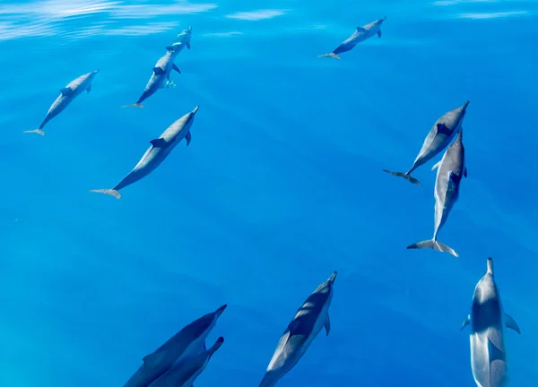 Spinner dolphins off coast of Kauai — Stock Photo, Image