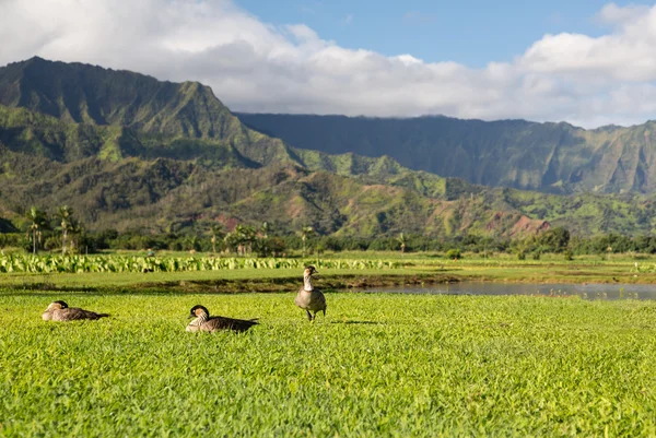 Oche di Nene nella valle di Hanalei a Kauai — Foto Stock