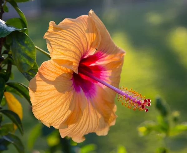 Backlit hibiscus blossom in garden — Stock Photo, Image