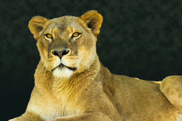 Strong portrait of a female lion or lioness looking calmly towards the viewer on a warm early morning day