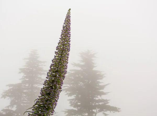 Nebel und Nebel umhüllen zwei Kiefern mit Echiumblüten — Stockfoto