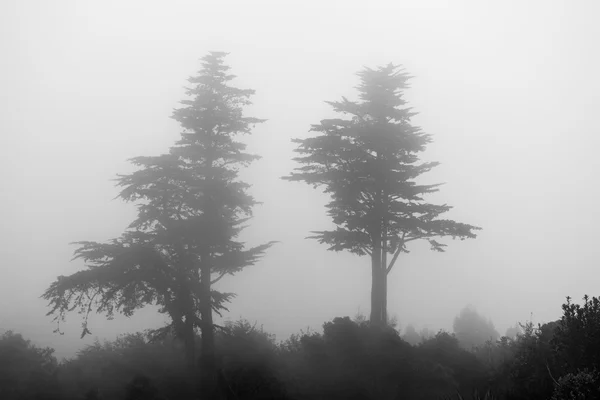 Névoa e névoa envolvem dois pinheiros — Fotografia de Stock