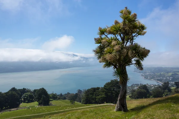 Panoramic landscape Otago Bay Dunedin — Stock Photo, Image