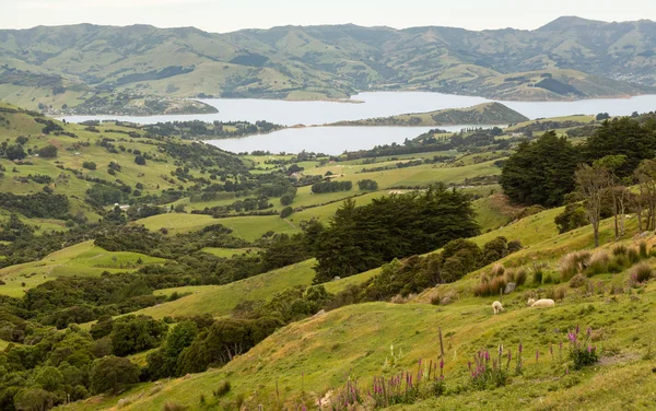 Coastline at Akaroa in New Zealand — Stock Photo, Image