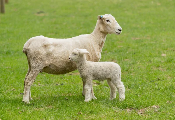 Sød lam og mor får på eng - Stock-foto