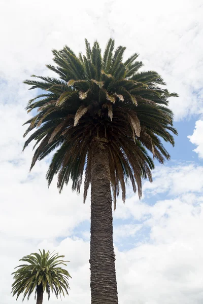 Kraliçe palmiye ağacı Yeni Zelanda — Stok fotoğraf