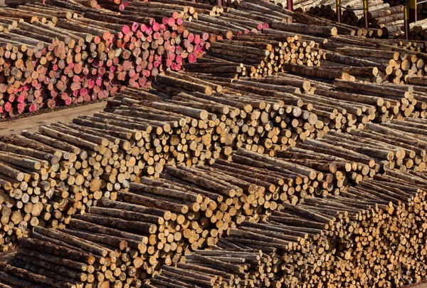 Stacks of tree trunks ready for export by sea — Stock Image Stacks of tree trunks ready for export by sea Stock Image