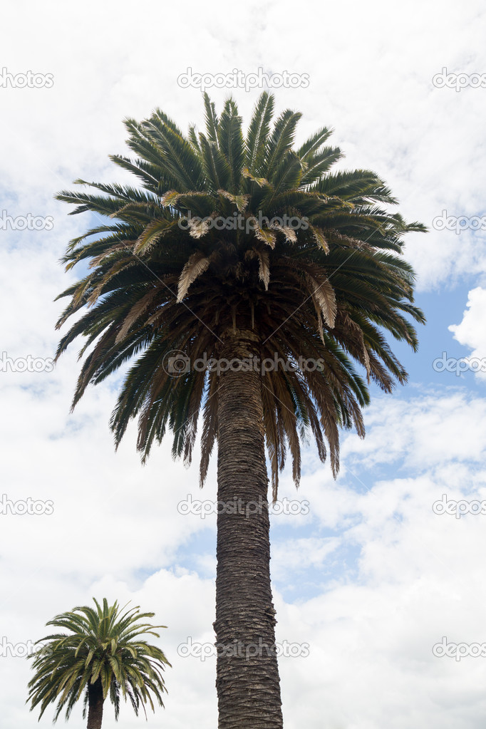 Queen Palm tree in New Zealand