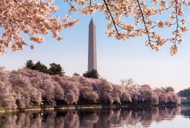 Washington Anıtı çiçeği kule