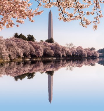 Washington Anıtı çiçeği kule