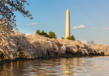 Washington Monument towers above blossoms