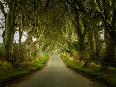 Dark Hedges road through old trees clipart