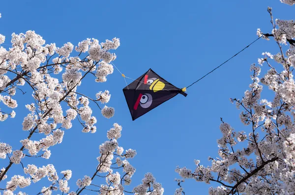 Kite κολλήσει σε κλάδους του δέντρου κεράσι ανθίσει — Φωτογραφία Αρχείου