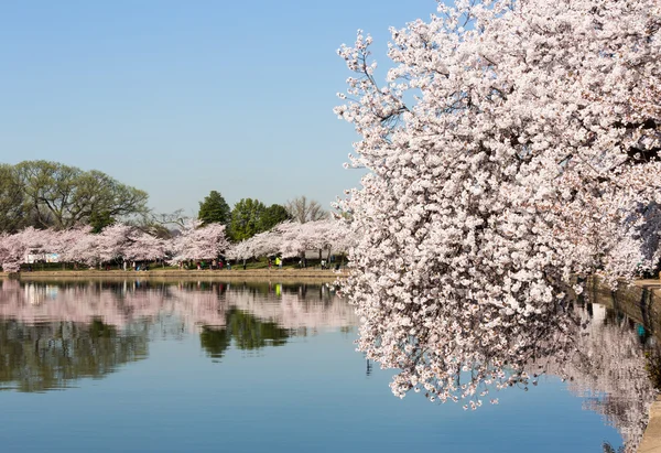 Tourists stroll by the cherry blossoms — Stock Photo, Image