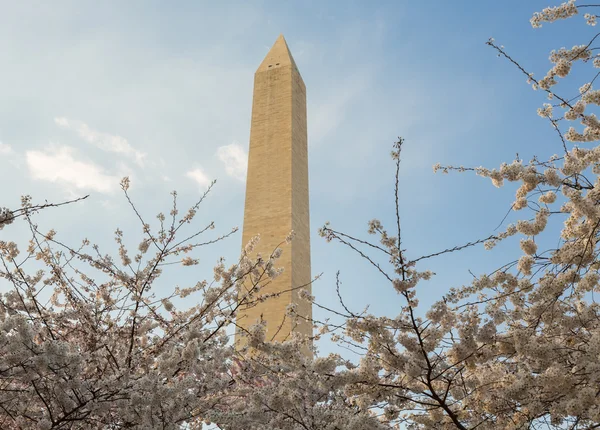 Washington-emlékmű tornyok felett virágok — Stock Fotó