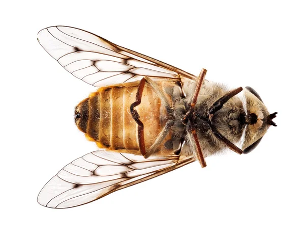 死的蜜蜂或躺在背在宏观上的苍蝇 — 图库照片