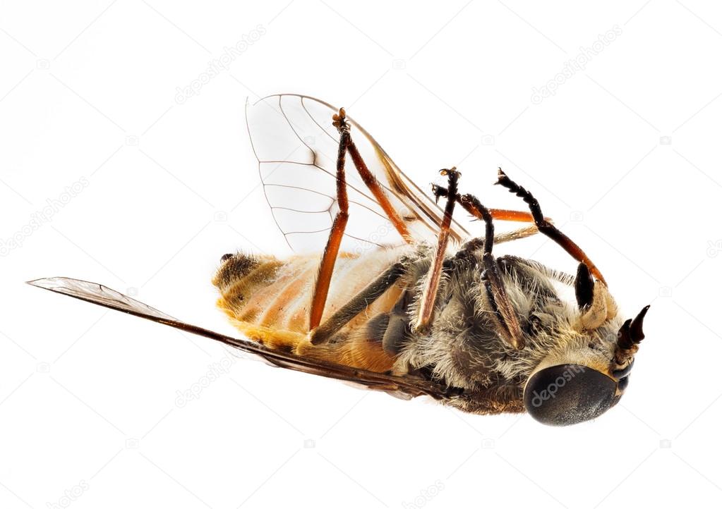 Dead bee or fly lying on back in macro