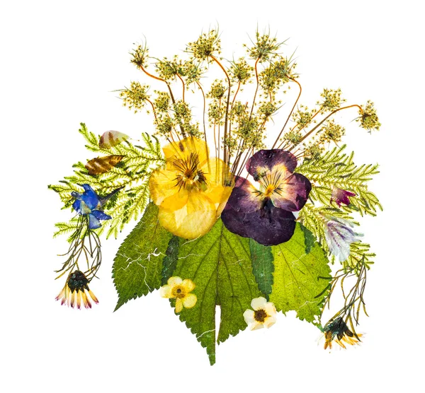 Arrangement of dried pressed flowers against white background — Stock Photo, Image