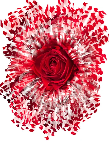 Close up de rosa vermelha explodindo — Fotografia de Stock
