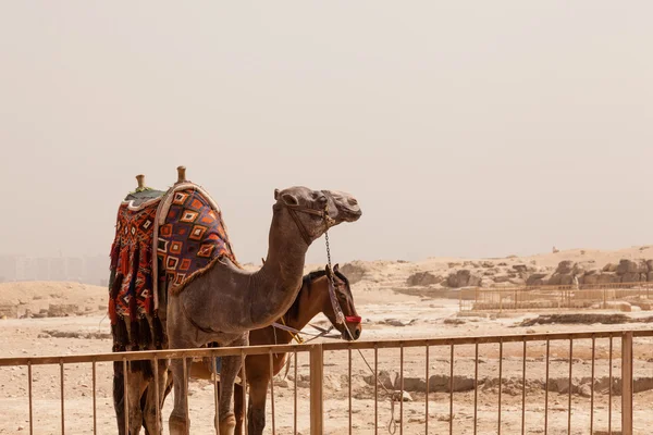 Camel and mule or horse for tourists by pyramids — Stock Photo, Image