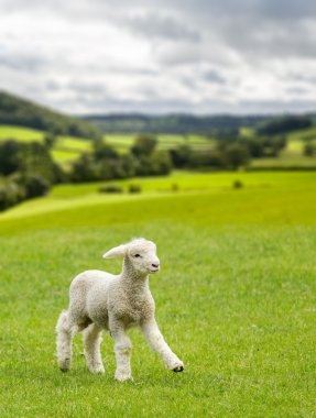 Cute lamb in meadow in wales or Yorkshire Dales clipart