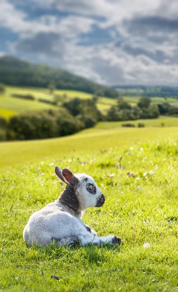 Black and white lamb in meadow — Stock Photo, Image