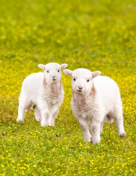 Twin baby lambs in flower meadow — Stock Photo, Image