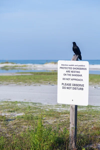 Черная птица сидела на знаке охраняемых береговых птиц — стоковое фото
