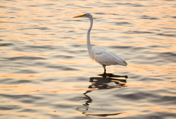 Great white egret in the sea off Tampa in Gulf — Stock Photo, Image