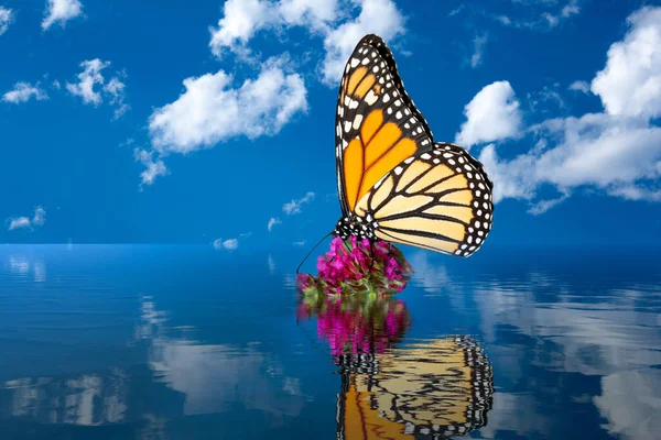 Conceito de aquecimento global com borboleta monarca em planta inundada — Fotografia de Stock