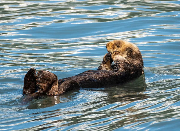 Lontra Marina Coperta Pelliccia Galleggiante Nell Acqua Ghiacciata Della Baia — Foto Stock