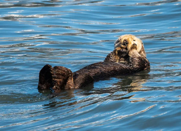Fur Covered Sea Otter Floating Icy Water Resurrection Bay Seward — Stock Photo, Image