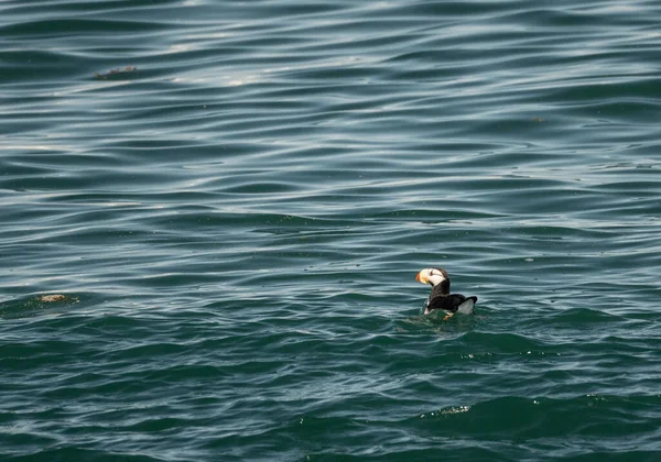 Single Papegaaiduiker Drijvend Resurrection Bay Buurt Van Seward Alaska Vanaf — Stockfoto