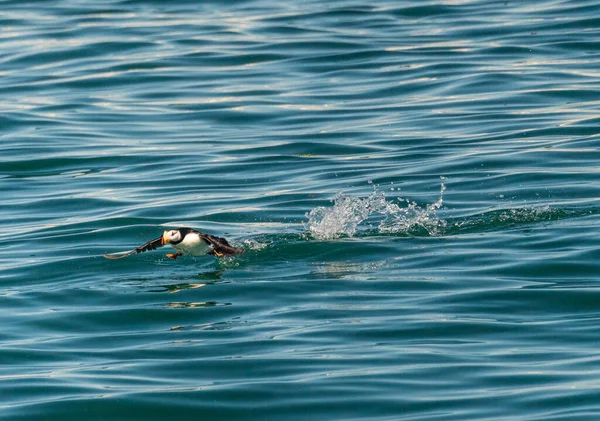 Single Puffin Taking Ocean Resurrection Bay Seward Alaska — Stock Photo, Image