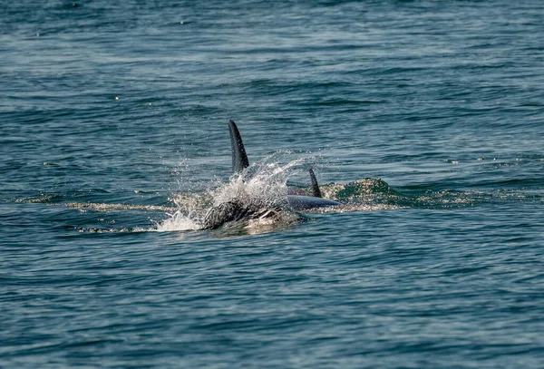 Barbatana Escura Baleia Orca Cortando Água Baía Ressurreição Seward Alaska — Fotografia de Stock