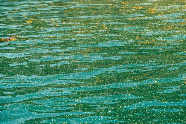 Collection Sea Weed Other Debris Floating Resurrection Bay Seward Alaska — Stock Photo, Image