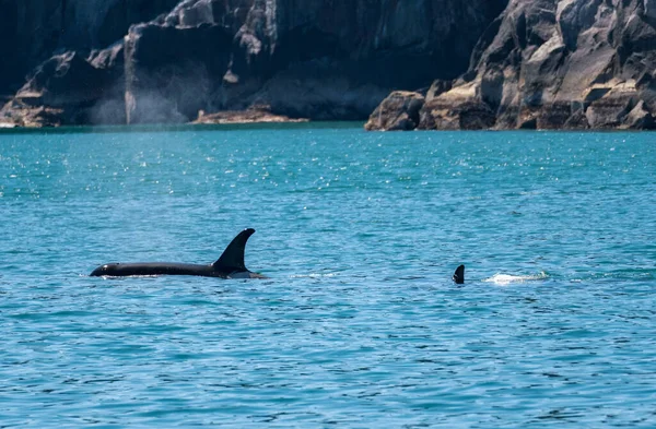 Barbatana Escura Baleia Orca Cortando Água Baía Ressurreição Seward Alaska — Fotografia de Stock